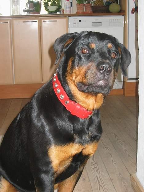 Rottweiler Tulle Larsen - Og så er jeg blevet voksen.... JA!! Med diamanthalsbånd, og selvfølgelig i rød skind... man er vel en dame! billede 8