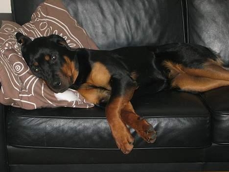 Rottweiler Tulle Larsen - Tja, da sækkestolen blev for lille, så nappede jeg sofaen...... billede 9