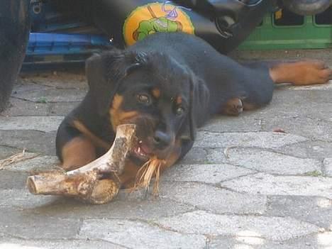 Rottweiler Tulle Larsen - Her er jeg igang med postbudets knæ....  billede 10