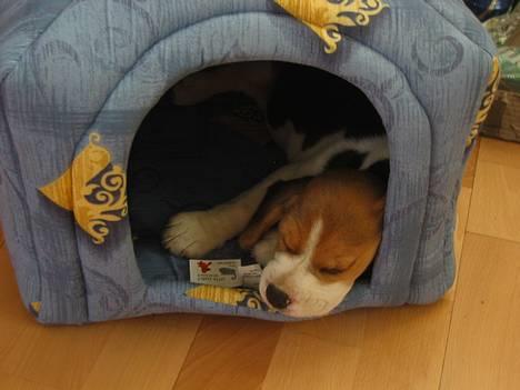 Beagle Nala - Det er hårdt at få nyt hus zzzz billede 1
