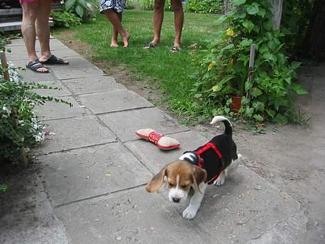 Beagle Nala - på opdagelse!! billede 2