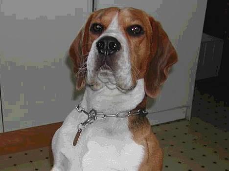 Beagle Obelix billede 3