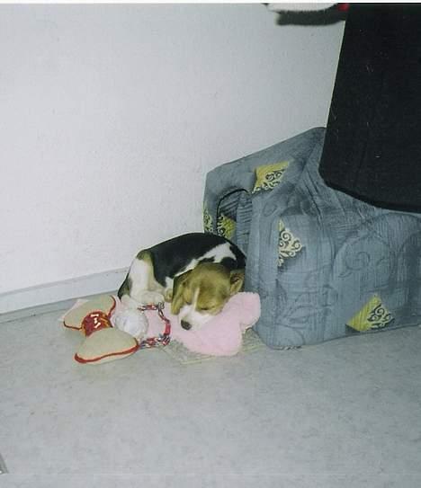 Beagle Nala - Hviler i sit nye hjem billede 3