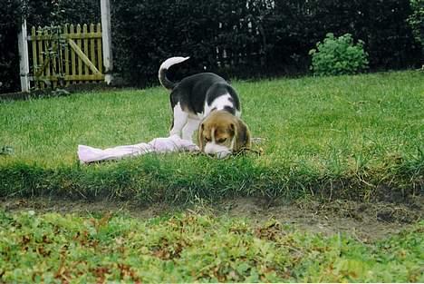 Beagle Nala - Hjemme i haven billede 4