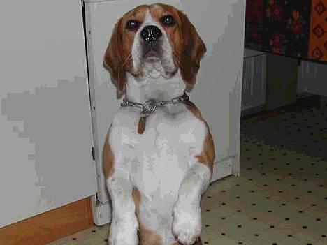 Beagle Obelix billede 4