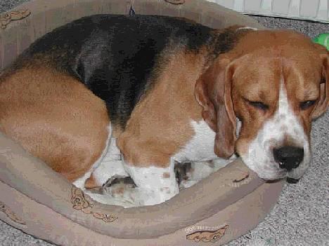 Beagle Obelix billede 5