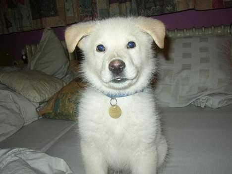 Blanding af racer Stanley - Stanley sidder stille i et sekund! billede 1