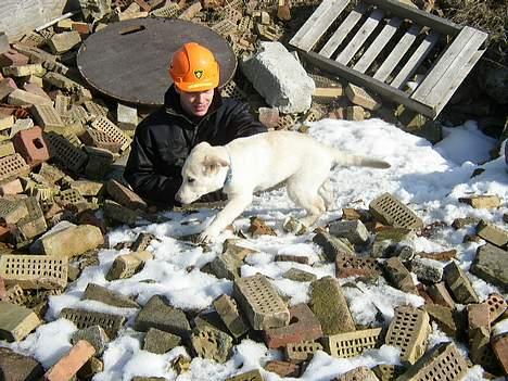 Blanding af racer Stanley billede 3