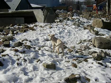 Blanding af racer Stanley - Hva´ ska´ vi ikke videre? billede 4