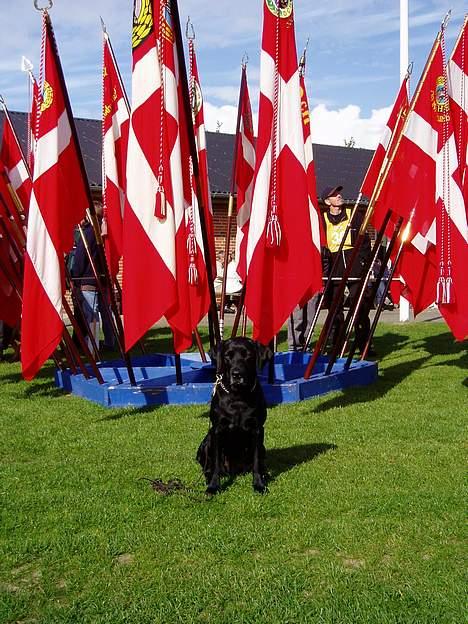 Labrador retriever Chica - DM i B, 2003 hold op så ung ser jeg da stadig ud..!  billede 5