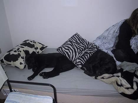 Labrador retriever Chica - Et sjældent stille øjeblik med Chaggy.. Hun er desværre gået til de evige jagtmarker.. billede 7