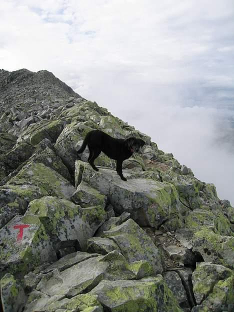 Labrador retriever Chica - Her er jeg på bjergbestigning i Norge ud jeg var go..!  billede 8