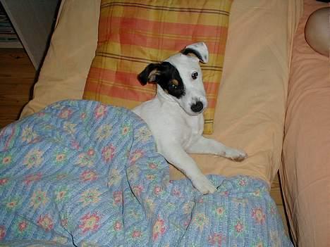 Jack russell terrier Theills Tikki - Skønt med en lur billede 1