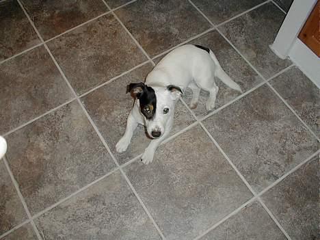 Jack russell terrier Theills Tikki billede 2