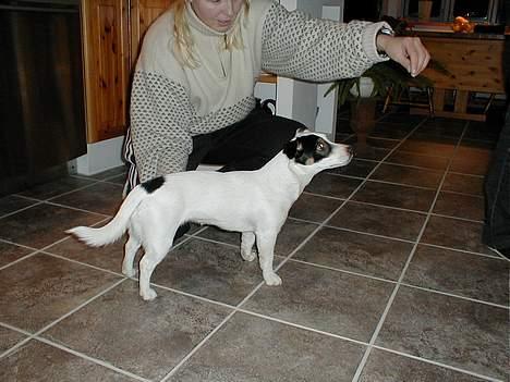 Jack russell terrier Theills Tikki - Tikki´s lange krop! billede 3