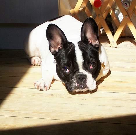 Fransk bulldog Freja - Jeg ligger lige og nyder forårets første solstråler. billede 11