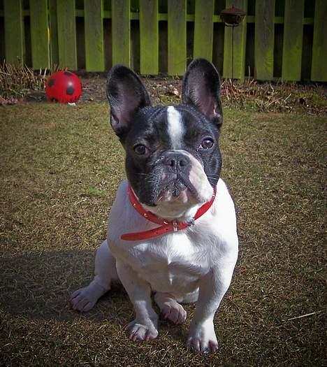 Fransk bulldog Freja - Ville du noget? billede 12