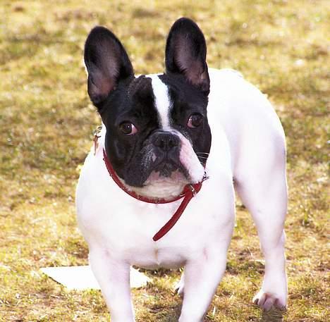 Fransk bulldog Freja - Dejligt at være ude! billede 13
