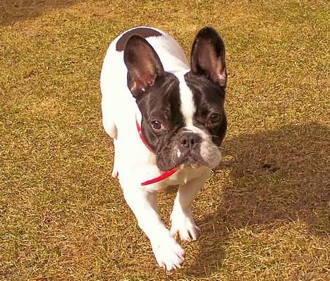 Fransk bulldog Freja - Jeg kommer nu! billede 14