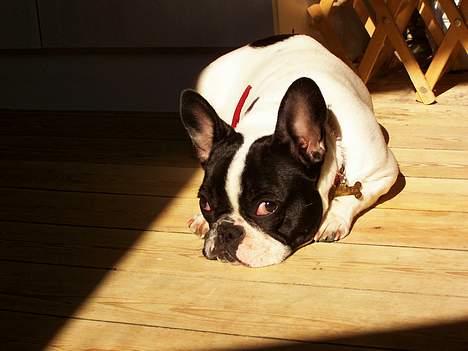 Fransk bulldog Freja - Uhm...lidt mere sol billede 15