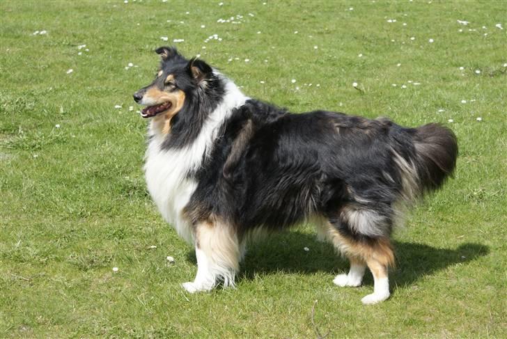 Collie langhåret Lucca   - Smukke <3  (Den 09-5-2010.) billede 3