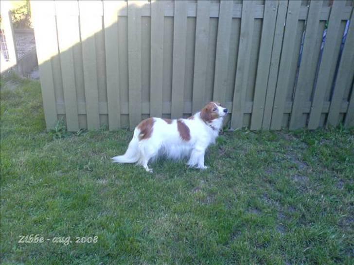 Kooikerhondje Zibbe billede 13