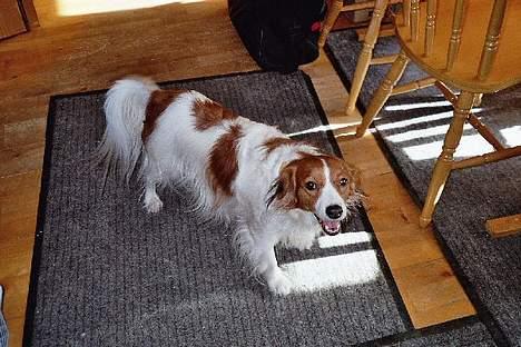 Kooikerhondje Zibbe - Hva´ mon vi skal nu? billede 14