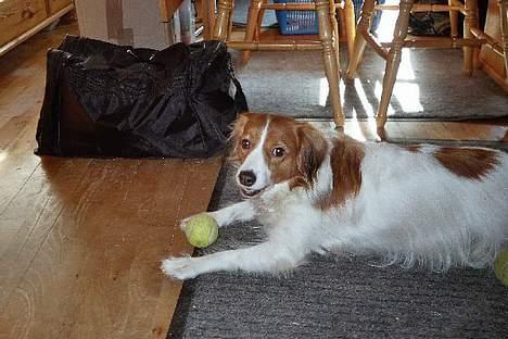 Kooikerhondje Zibbe - Skal vi lege med bolden? billede 15