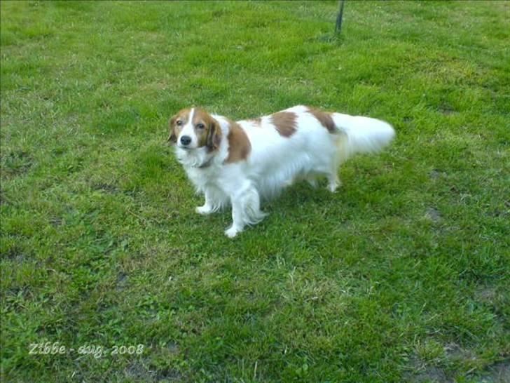 Kooikerhondje Zibbe billede 16