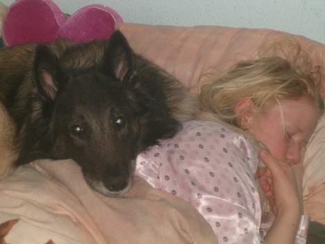 Belgisk hyrdehund Baloo - Jeg havde været syg i en uge og havde det stadig meget dårligt så da jeg gik i seng kom Baloo og lag til i min seng med poten på min skulder, det var som om at han sagde at han nok skulle være der for mig <3 billede 8