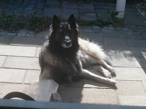 Belgisk hyrdehund Baloo - Baloo ligger og nyder solen som lige var kommet frem billede 9