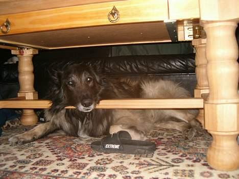 Belgisk hyrdehund Baloo - Den lille skat ligger og sover under bordet  billede 10