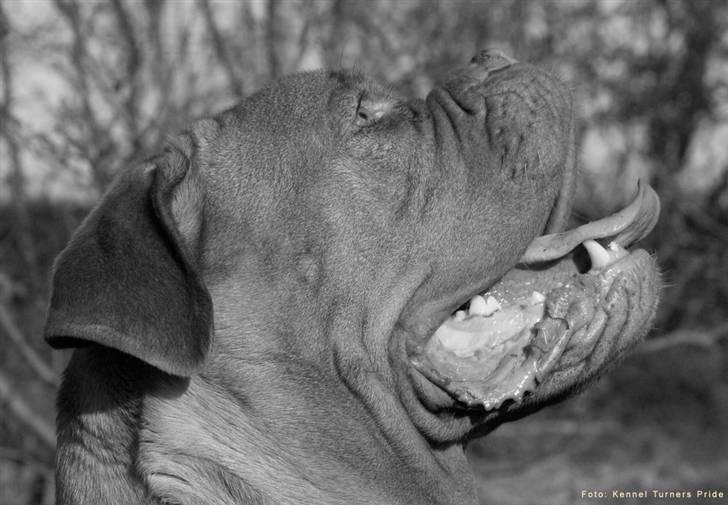 Dogue de bordeaux Cleo 2005-2011 RIP - Tak til Kennel Turners Pride for alle de fine billeder :) billede 1