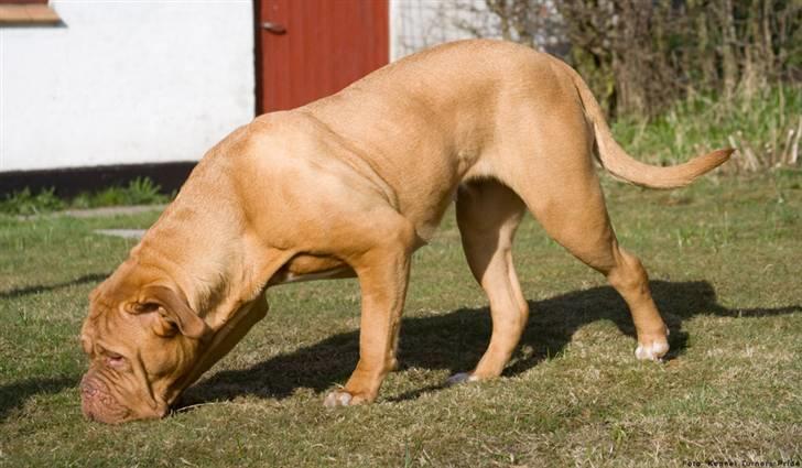 Dogue de bordeaux Cleo 2005-2011 RIP billede 2