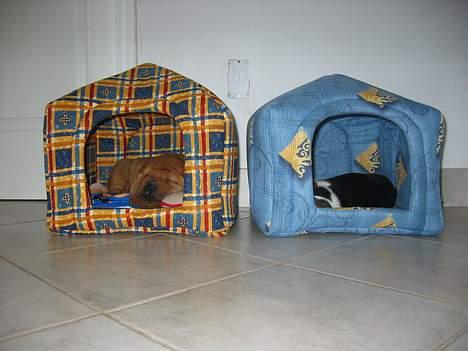 Beagle Nala - hviler med sin allergoeste ven Tilla billede 5