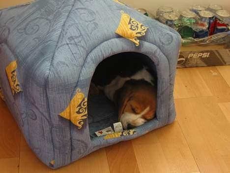 Beagle Nala - zzz zzz billede 6