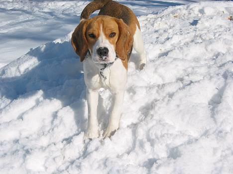 Beagle Nala - Nala i sneen billede 7