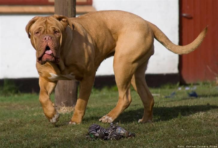 Dogue de bordeaux Cleo 2005-2011 RIP billede 3
