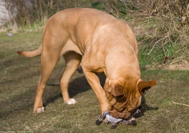 Dogue de bordeaux Cleo 2005-2011 RIP billede 4