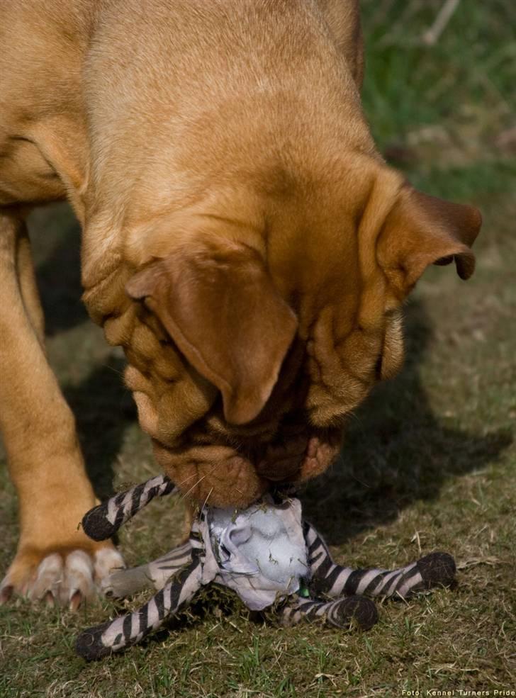 Dogue de bordeaux Cleo 2005-2011 RIP billede 6