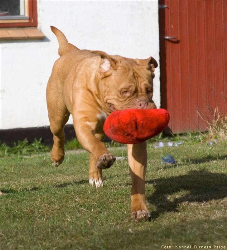 Dogue de bordeaux Cleo 2005-2011 RIP billede 7