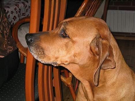 Rhodesian ridgeback R.I.P Nala billede 4