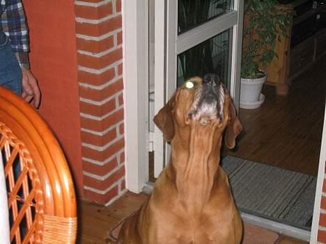 Rhodesian ridgeback R.I.P Nala billede 5