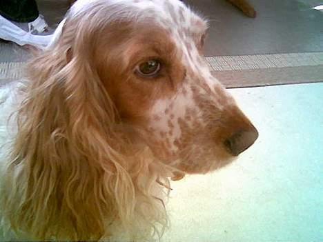 Cocker spaniel Sep - Her er han Min dejlige hund billede 1