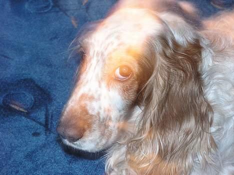 Cocker spaniel Sep - det er lidt svært at se men det er ham.. billede 2
