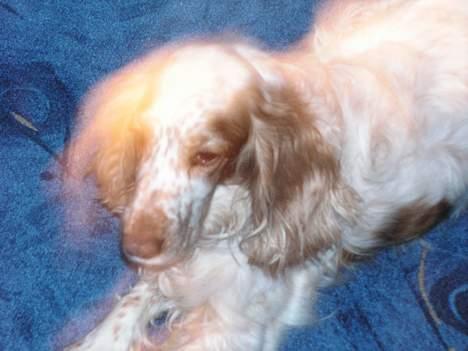 Cocker spaniel Sep - det er også lidt svært at se billede 3