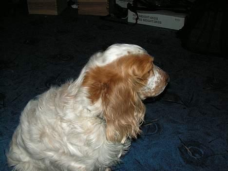 Cocker spaniel Sep - Her kan man se hans pels og hvordan han ser ud på rykken billede 4