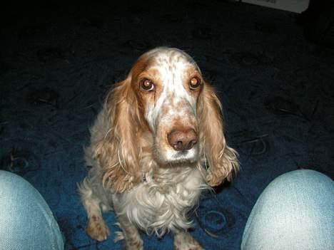 Cocker spaniel Sep - Her skulle det forstille at han er sød :) billede 5