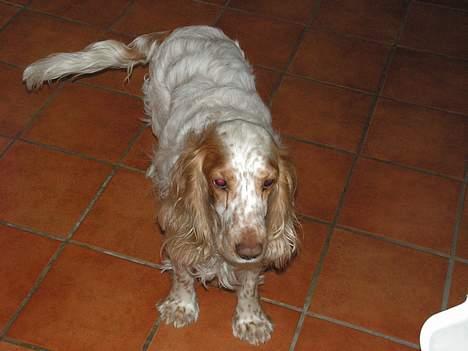 Cocker spaniel Sep - Her er han glad for Carsten er lige kommet hjem Carsten er min forlovet billede 6