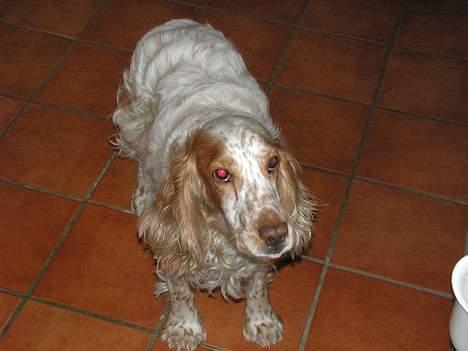 Cocker spaniel Sep - Han ved ikke lige hvad han skal gøre af sig selv billede 7